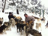 raquettes chiens de traineau font romeu pyrenees orientales